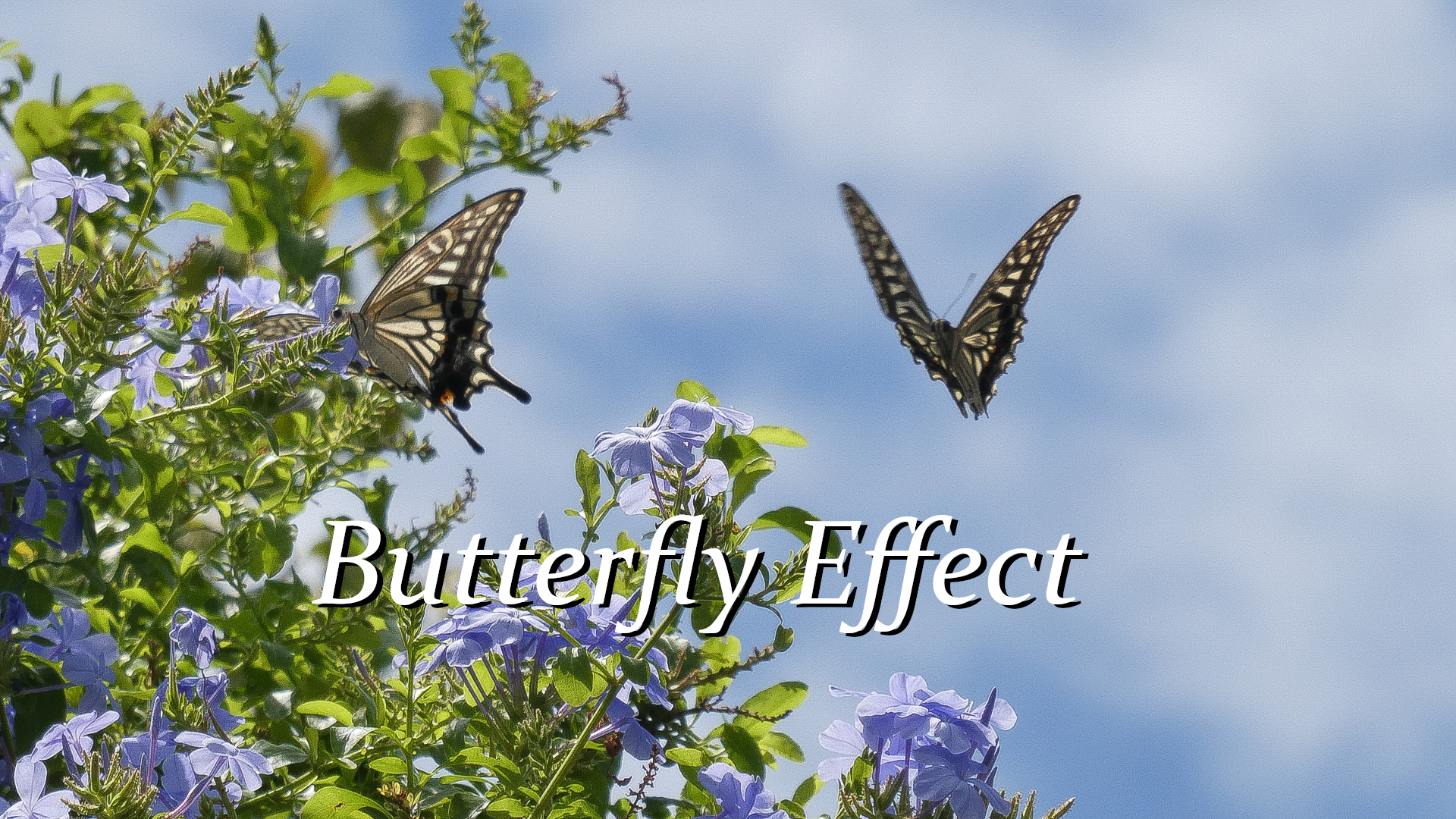 バタフライ効果 内容と語源とその可能性について Enthriver